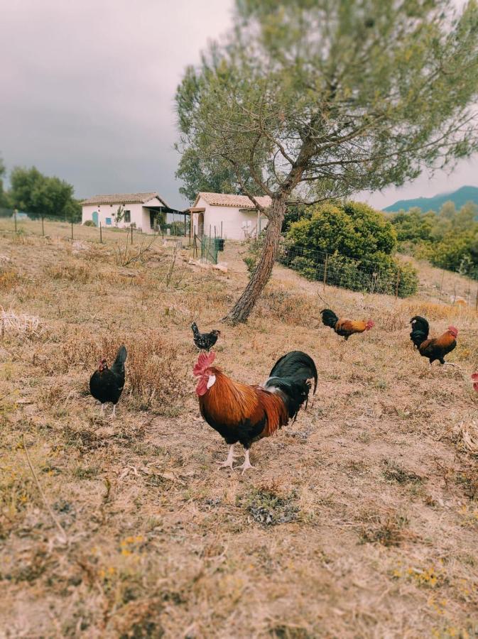 Complejo Rural Del Molino Dorado Villa Facinas Bagian luar foto