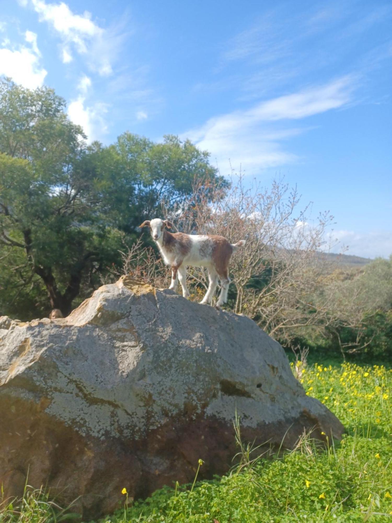 Complejo Rural Del Molino Dorado Villa Facinas Bagian luar foto