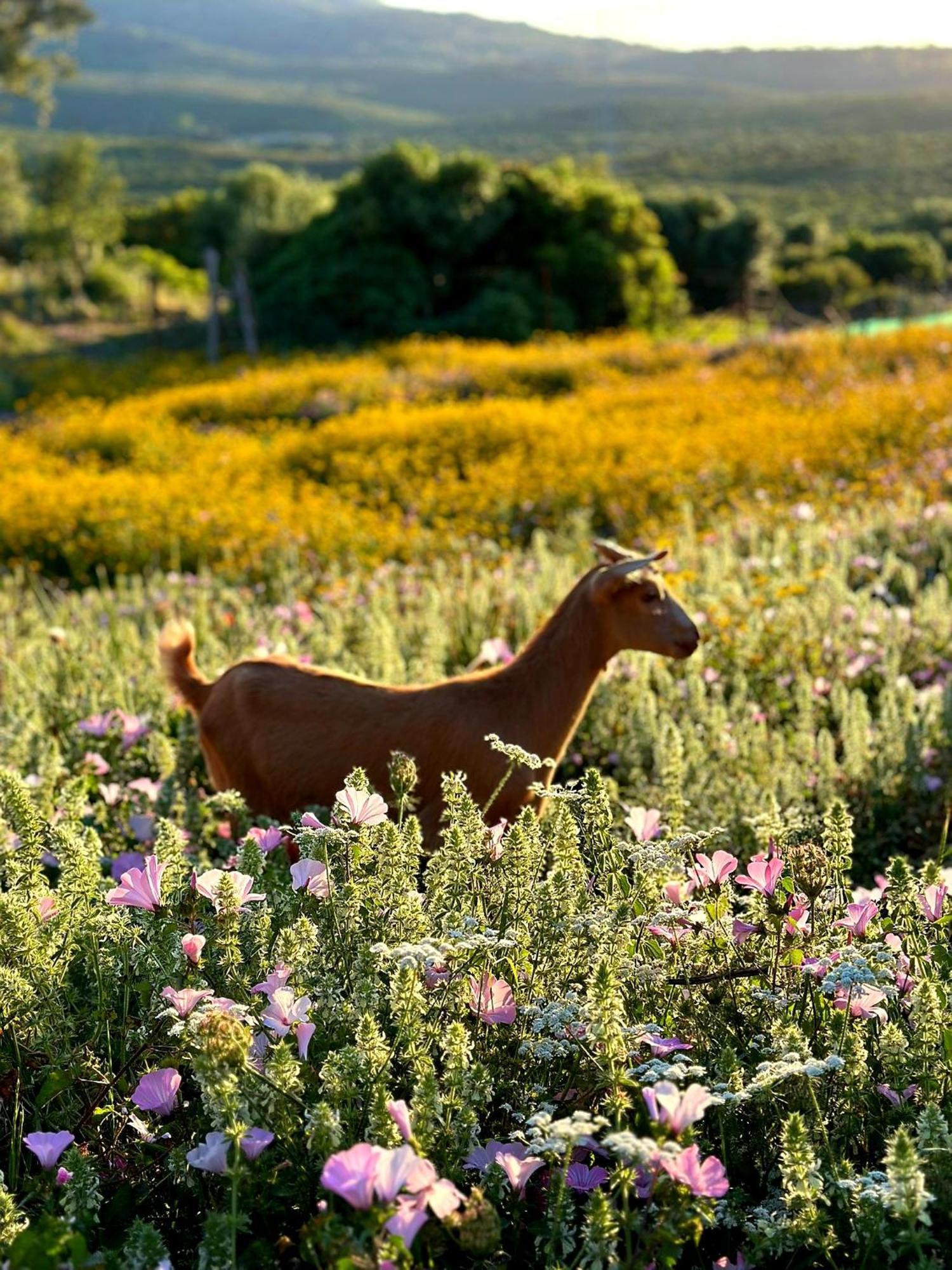 Complejo Rural Del Molino Dorado Villa Facinas Bagian luar foto